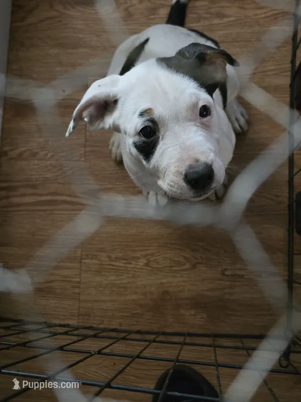 Sassy – American Pit Bull Terrier puppy for sale in Oklahoma City, OK