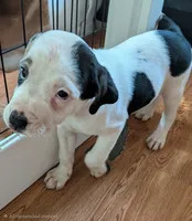 Sassy, a female American Pit Bull Terrier for sale in Oklahoma City, OK – 1 of 1