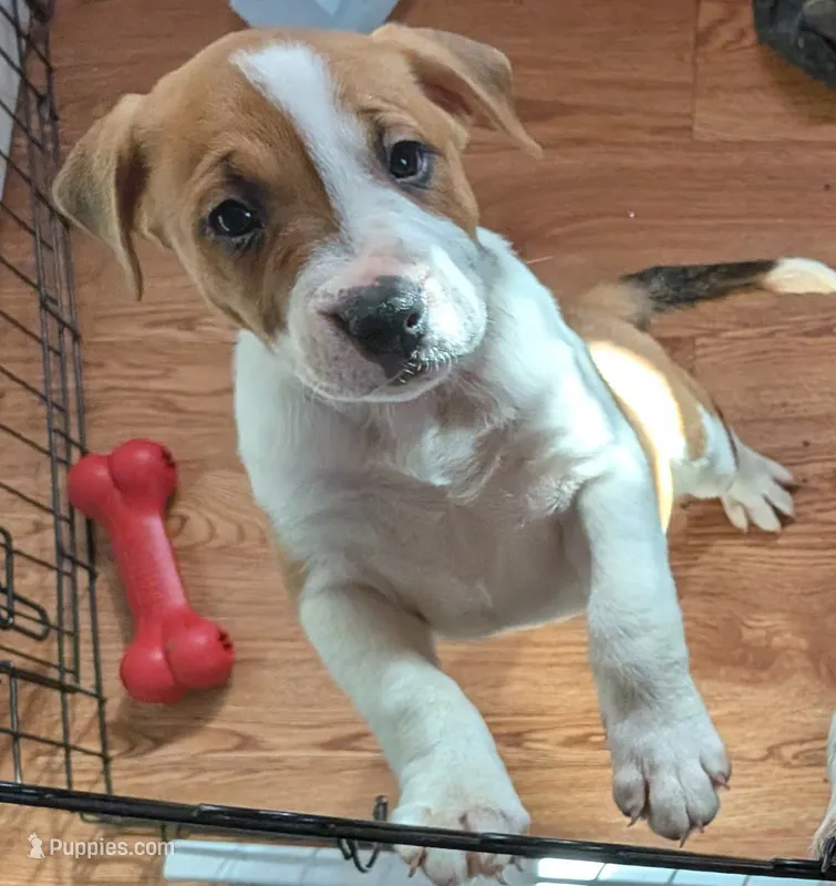 Big girl – American Pit Bull Terrier puppy for sale in Oklahoma City, OK