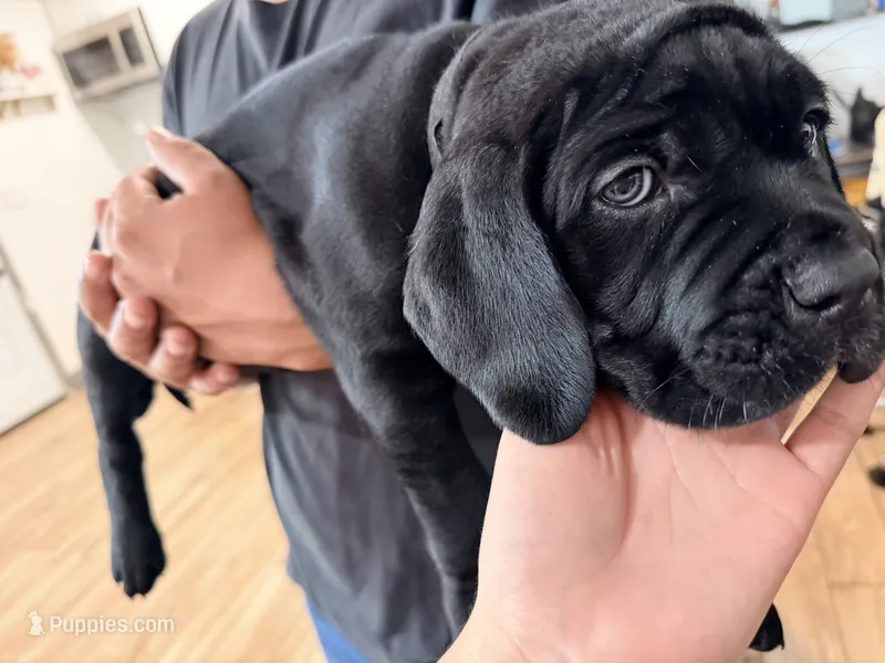 Onyx – Cane Corso puppy for sale in Richmond, CA