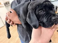 Onyx, a male Cane Corso for sale in Richmond, CA – 1 of 6
