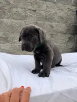 Green , a male Cane Corso for sale in Richmond, CA – 2 of 8