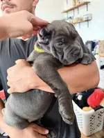 Mellow , a female Cane Corso for sale in Richmond, CA – 2 of 5