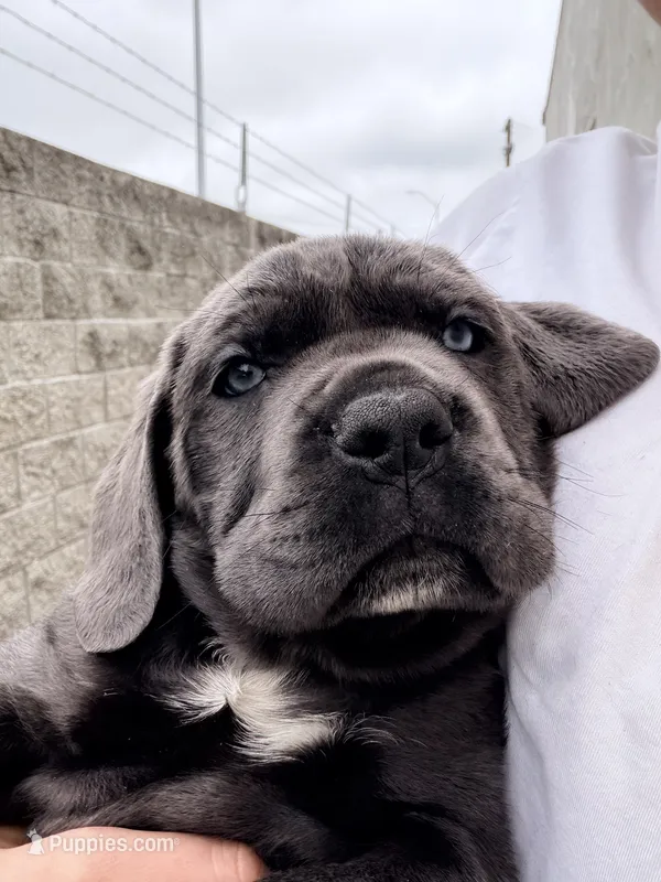Brown  – Cane Corso puppy for sale in Richmond, CA