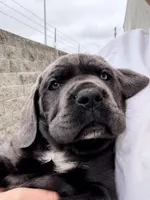Brown , a female Cane Corso for sale in Richmond, CA – 1 of 2