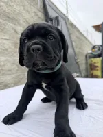 Blue , a male Cane Corso for sale in Richmond, CA – 2 of 7
