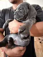 Biggie  , a male Cane Corso for sale in Richmond, CA – 3 of 5