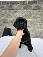 Blue , a male Cane Corso for sale in Richmond, CA – 6 of 7