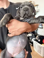 Biggie  , a male Cane Corso for sale in Richmond, CA – 2 of 5