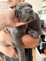 Mellow , a female Cane Corso for sale in Richmond, CA – 5 of 5
