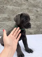 Green , a male Cane Corso for sale in Richmond, CA – 8 of 8