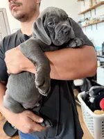 Mellow , a female Cane Corso for sale in Richmond, CA – 4 of 5