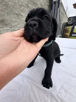 Blue , a male Cane Corso for sale in Richmond, CA – 1 of 7