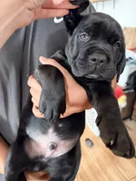 Onyx, a male Cane Corso for sale in Richmond, CA – 5 of 6