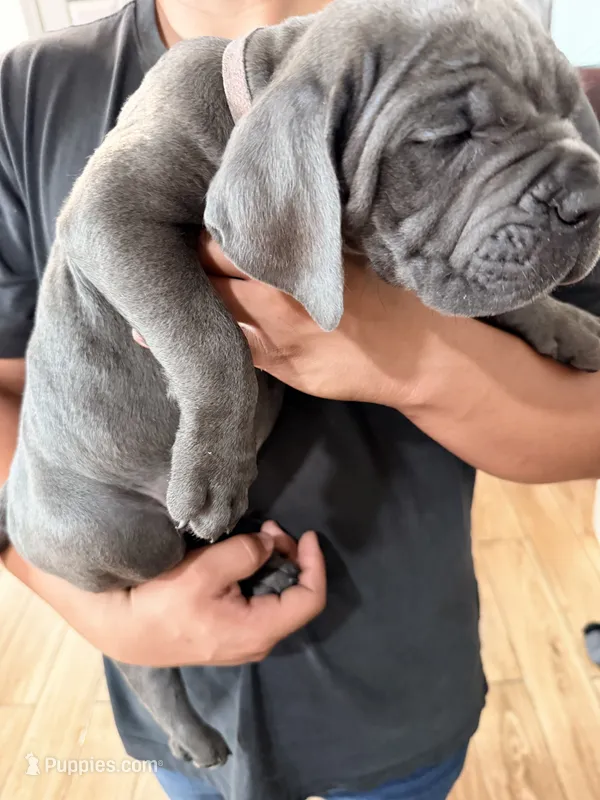 Biggie   – Cane Corso puppy for sale in Richmond, CA