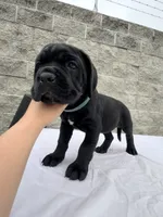 Blue , a male Cane Corso for sale in Richmond, CA – 4 of 7