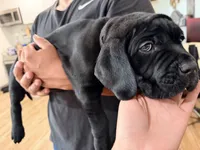 Onyx, a male Cane Corso for sale in Richmond, CA – 6 of 6