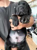 Onyx, a male Cane Corso for sale in Richmond, CA – 2 of 6