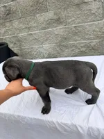 Green , a male Cane Corso for sale in Richmond, CA – 6 of 8