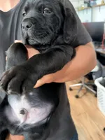 Onyx, a male Cane Corso for sale in Richmond, CA – 4 of 6