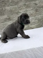Green , a male Cane Corso for sale in Richmond, CA – 3 of 8