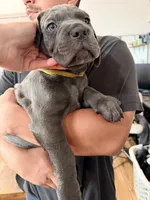 Mellow , a female Cane Corso for sale in Richmond, CA – 3 of 5