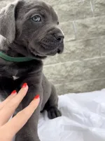 Green , a male Cane Corso for sale in Richmond, CA – 5 of 8