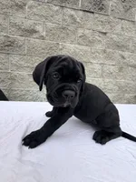 Blue , a male Cane Corso for sale in Richmond, CA – 7 of 7