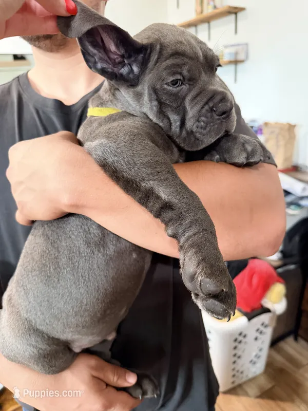 Mellow  – Cane Corso puppy for sale in Richmond, CA
