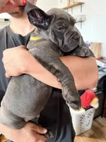 Mellow , a female Cane Corso for sale in Richmond, CA – 1 of 5