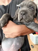 Biggie  , a male Cane Corso for sale in Richmond, CA – 4 of 5