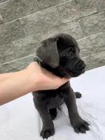 Green , a male Cane Corso for sale in Richmond, CA – 4 of 8