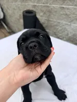 Blue , a male Cane Corso for sale in Richmond, CA – 5 of 7