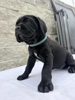 Blue , a male Cane Corso for sale in Richmond, CA – 3 of 7