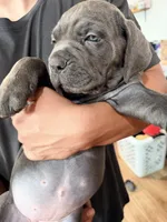 Biggie  , a male Cane Corso for sale in Richmond, CA – 5 of 5