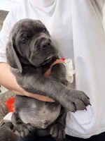Brown , a female Cane Corso for sale in Richmond, CA – 2 of 2