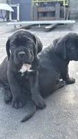 Onyx, a male Cane Corso for sale in Richmond, CA – 3 of 6
