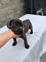 Green , a male Cane Corso for sale in Richmond, CA – 7 of 8