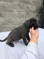Green , a male Cane Corso for sale in Richmond, CA – 1 of 8