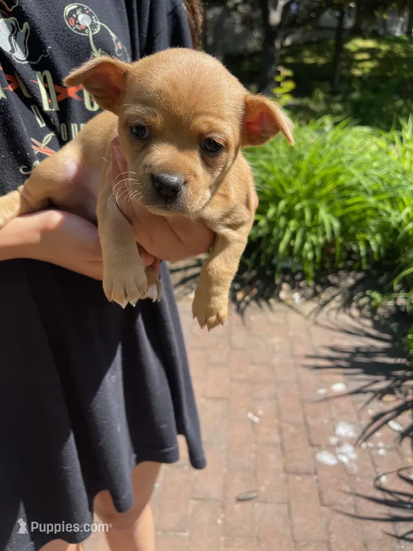 Rocky – Chihuahua puppy for sale in Dix Hills, NY
