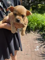 Rocky, a male Chihuahua for sale in Dix Hills, NY – 1 of 1