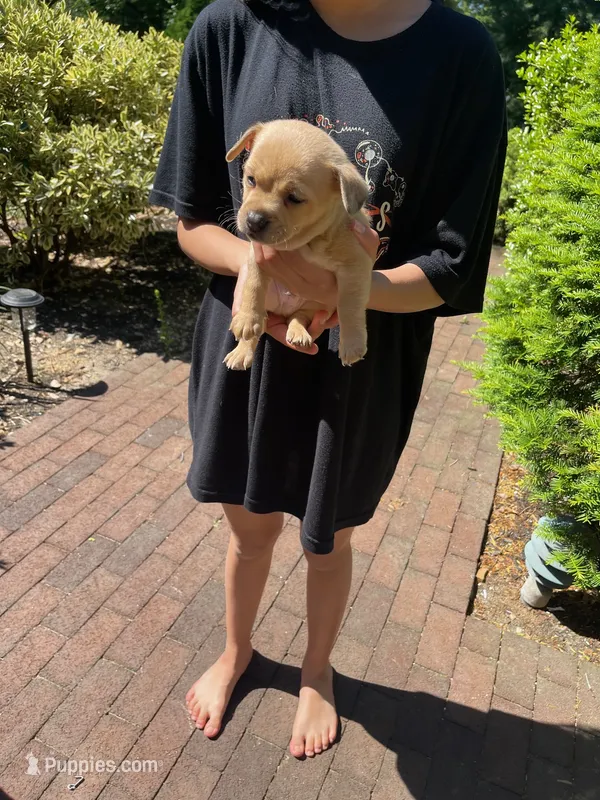Peanut  – Chihuahua puppy for sale in Dix Hills, NY