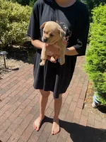 Peanut , a male Chihuahua for sale in Dix Hills, NY – 1 of 1