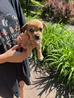 Coco, a male Chihuahua for sale in Dix Hills, NY – 2 of 2