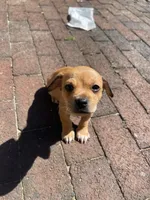 Coco, a male Chihuahua for sale in Dix Hills, NY – 1 of 2