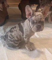 LOKI, a male French Bulldog for sale in Bronx, NY – Photo 2 of 3