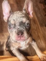 LOKI, a male French Bulldog for sale in Bronx, NY – Photo 1 of 3