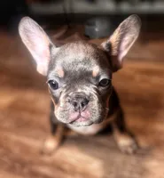 LEO, a male French Bulldog for sale in Bronx, NY – Photo 3 of 5