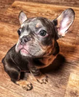 LEO, a male French Bulldog for sale in Bronx, NY – Photo 2 of 5