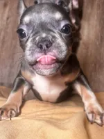 LEO, a male French Bulldog for sale in Bronx, NY – Photo 1 of 5